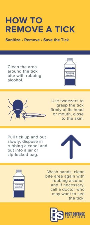 Tick removal guide - Pest Defense Solutions in El Paso