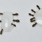 An ant infestation starting in El Paso TX - Pest Defense Solutions El Paso
