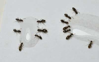 An ant infestation starting in El Paso TX - Pest Defense Solutions El Paso
