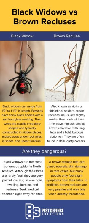 Black Widow vs Brown Recluse Infographic - Pest Defense Solutions El Paso in El Paso TX