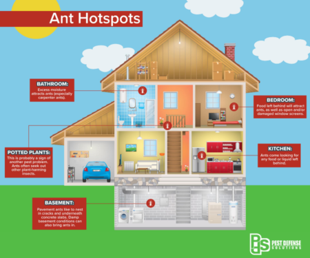 How ants get into homes in El Paso TX - Pest Defense Solutions El Paso