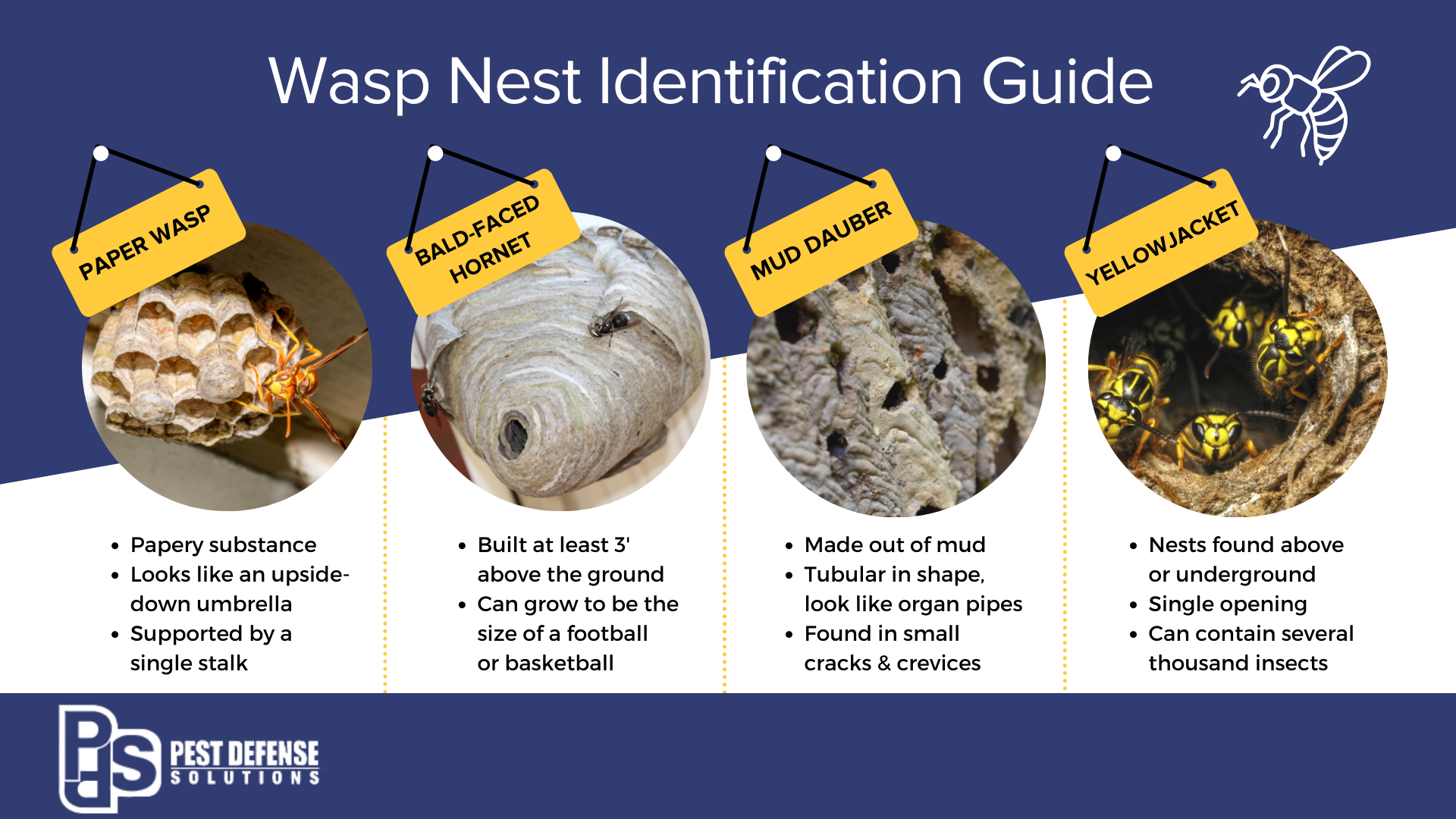 Wasp nest identification in El Paso Texas - Pest Defense Solutions