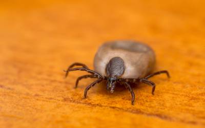A blacklegged tick found in El Paso TX - Pest Defense Solutions El Paso