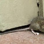 A mouse found in El Paso TX - Pest Defense Solutions El Paso