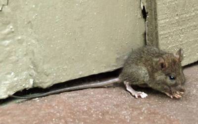 A mouse found in El Paso TX - Pest Defense Solutions El Paso