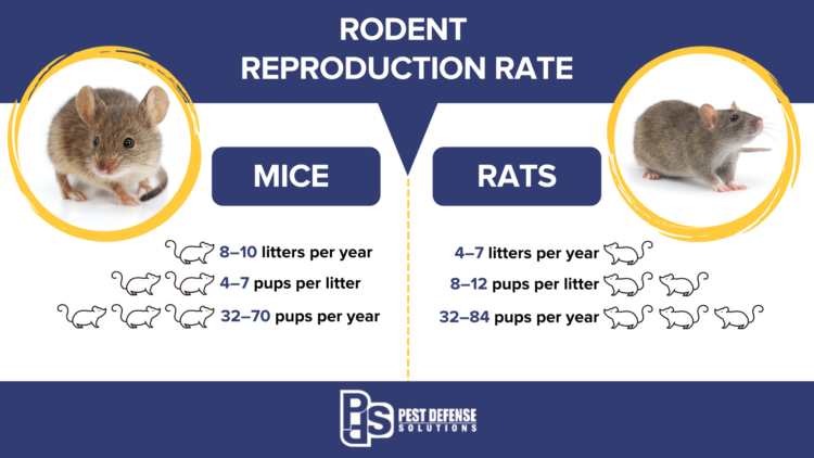 Rodent reproduction rate infographic - Pest Defense Solutions in El Paso TX