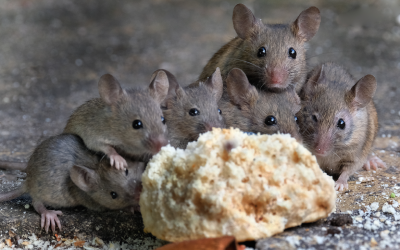 Group of mice near El Paso TX home - Pest Defense Solutions
