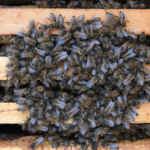 Bees in the winter in El Paso TX - Pest Defense Solutions