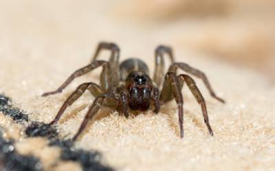 Finding spiders in El Paso TX - Pest Defense Solutions El Paso