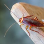 Cockroach on wood block