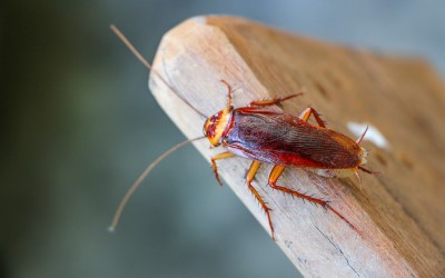 Cockroach on wood block