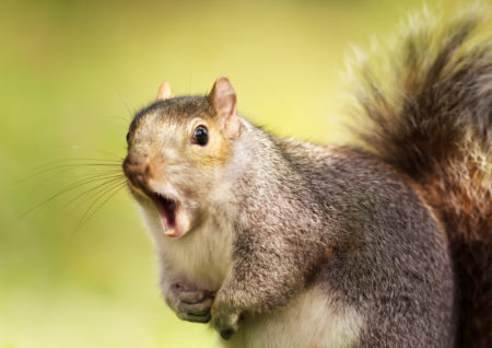 close up of squirrel in nature yawning