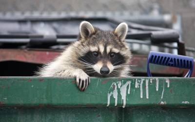 A raccoon in a dumpster in El Paso TX