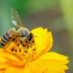 Honey bee enjoying a spring flower