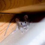 an overhead shot of a mouse looking up from a corner