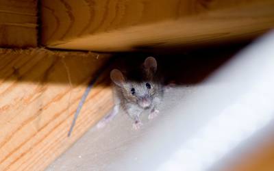 an overhead shot of a mouse looking up from a corner