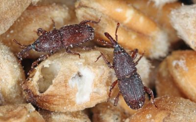 Rice weevils are a common pantry pest in El Paso Texas - Pest Defense Solutions